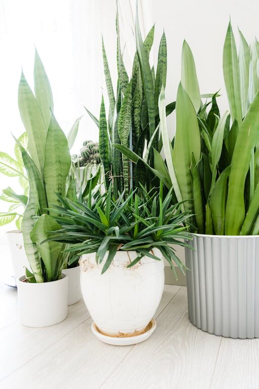 Essential Tips for Keeping Your Houseplants Healthy and Thriving